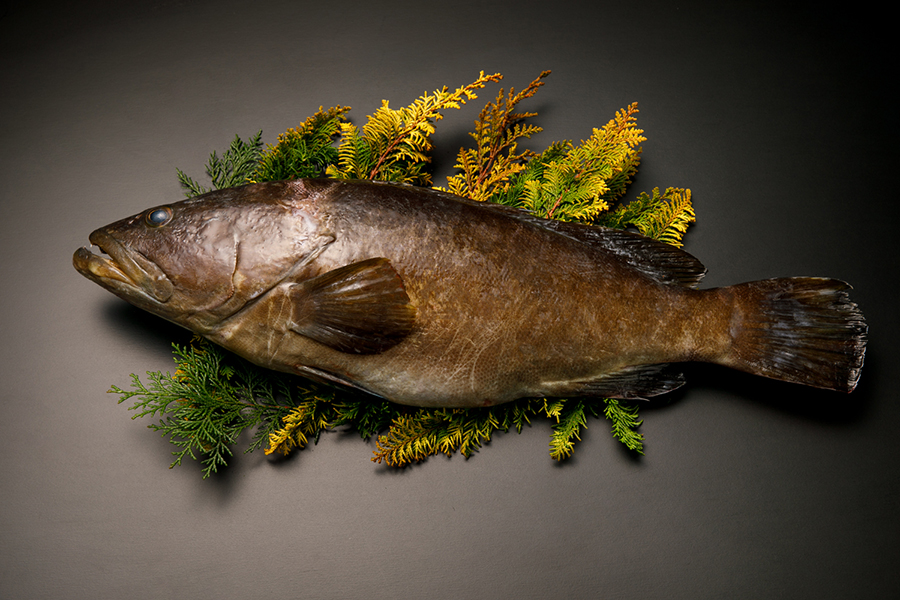 天然高級魚のクエは、クセのない白身のため、さまざまな料理に活用されている。九州のほか、高知県や和歌山県などが名産地とされ、大きいものは5kgを超える。本多シェフが調理した「天然クエ」は7.8㎏。